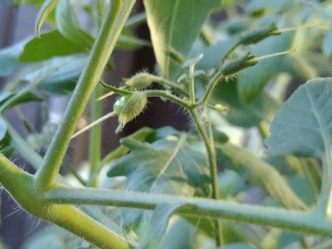 image-Home-Garden-Challenge-Cucumber_0915_2