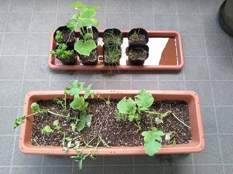 image-Home-Garden-Challenge-Radish_0620_1