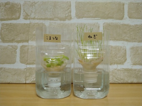 image-Plastic-bottle-hydroponic-cultivation_0126_1