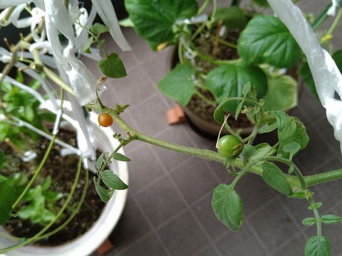 image-Home-Garden-Challenge-Cucumber_1011_3