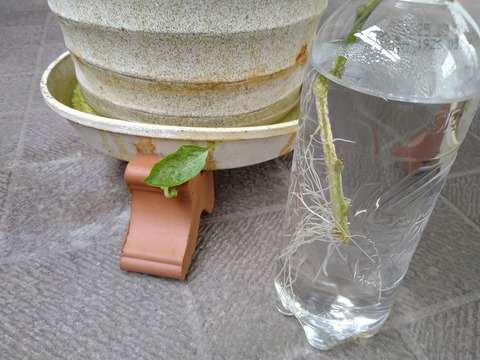 image-Home-Garden-Challenge-Cucumber_1024_4