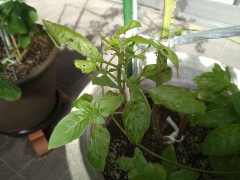 image-Home-Garden-Challenge-Cucumber_1020_3