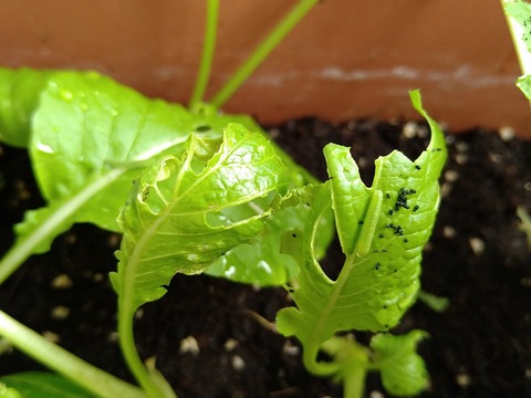 image-Green-invaders-devouring-the-komatsuna-greens_3