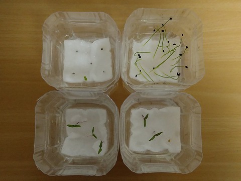 image-Plastic-bottle-hydroponic-cultivation_1122_2