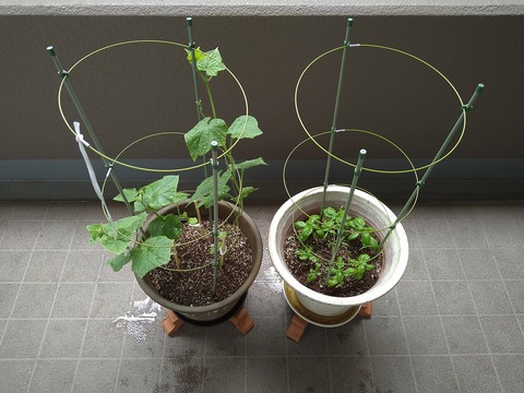 image-Home-Garden-Challenge-Cucumber_0708_1