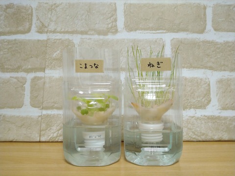 image-Plastic-bottle-hydroponic-cultivation_0119_1