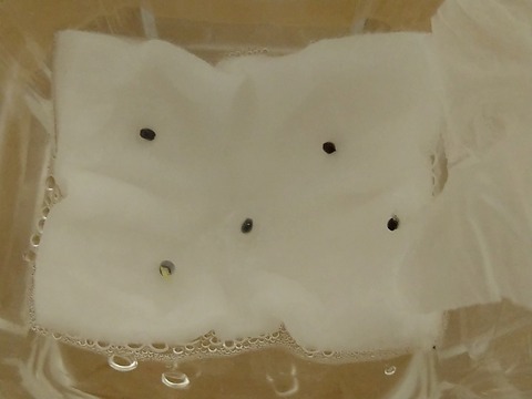 image-Plastic-bottle-hydroponic-cultivation_1109_3