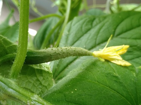 image-Home-Garden-Challenge-Cucumber_0812_3