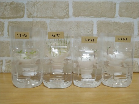 image-Plastic-bottle-hydroponic-cultivation_1217_1