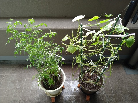 image-Home-Garden-Challenge-Cucumber_0913_1