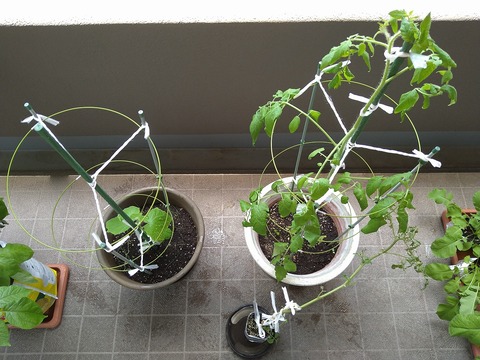 image-The-cherry-tomatoes-look-cramped_1