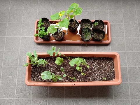 image-Home-Garden-Challenge-Radish_0626_1