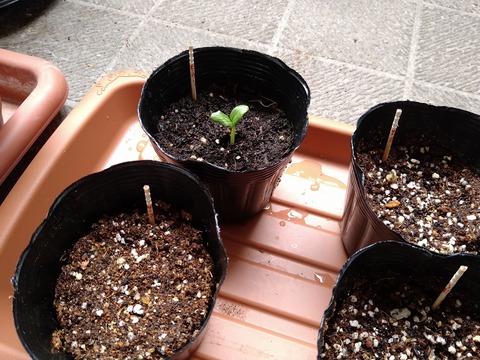 image-Home-Garden-Challenge-Cucumber_260430
