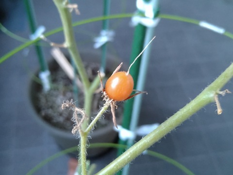 image-Home-Garden-Challenge-Cucumber_1030_2