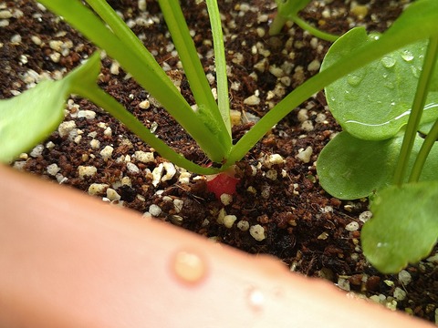 image-Home-Garden-Challenge-Radish_0501_2