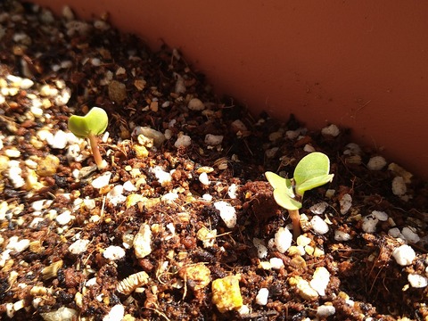 image-Home-Garden-Challenge-Radish_0407_2