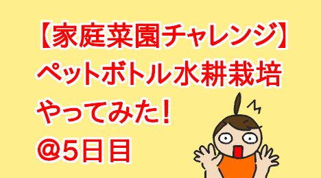 blog-title-Plastic-bottle-hydroponic-cultivation-Day5