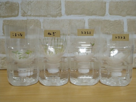 image-Plastic-bottle-hydroponic-cultivation_1216_1