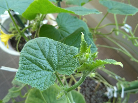 image-Home-Garden-Challenge-Cucumber_0927_4