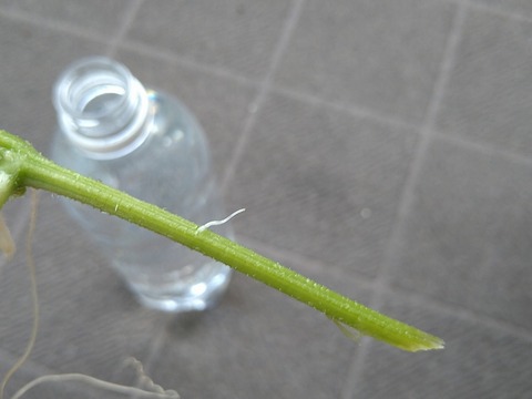 image-Home-Garden-Challenge-Cucumber_0917_5