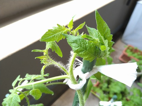 image-The-cherry-tomatoes-look-cramped_2