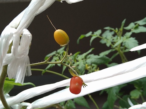 image-Home-Garden-Challenge-Cucumber_1020_2