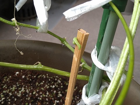 image-Home-Garden-Challenge-Cucumber_1022_4