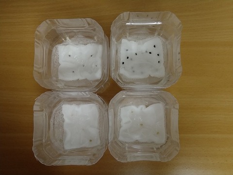 image-Plastic-bottle-hydroponic-cultivation_1106