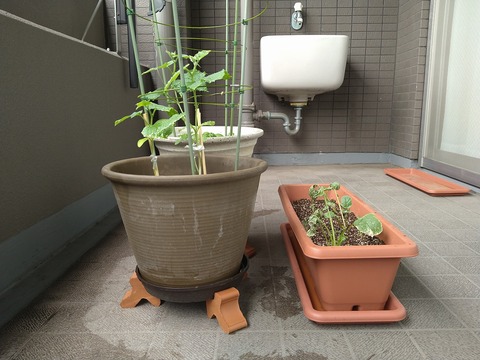 image-Home-Garden-Challenge-Radish_0702_4