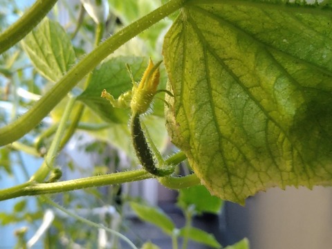 image-Home-Garden-Challenge-Cucumber_0915_4