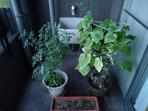 image-Home-Garden-Challenge-Cucumber_0908_1