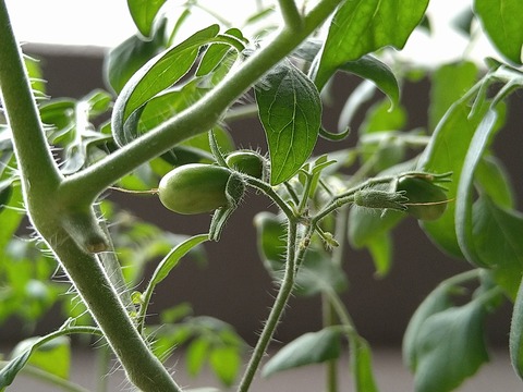 image-Home-Garden-Challenge-Cucumber_0925_2