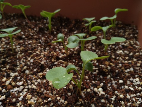 image-Home-Garden-Challenge-Radish_0412_2