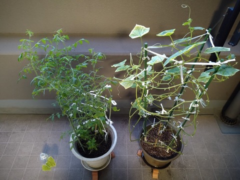 image-Home-Garden-Challenge-Cucumber_0915_1