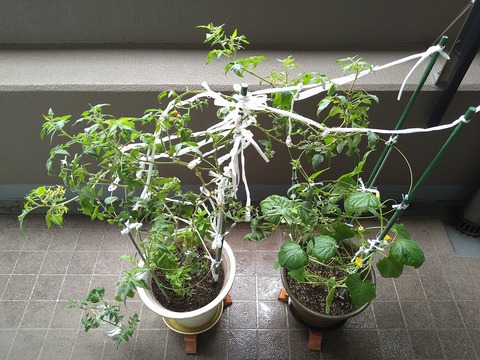 image-Home-Garden-Challenge-Cucumber_1012_1