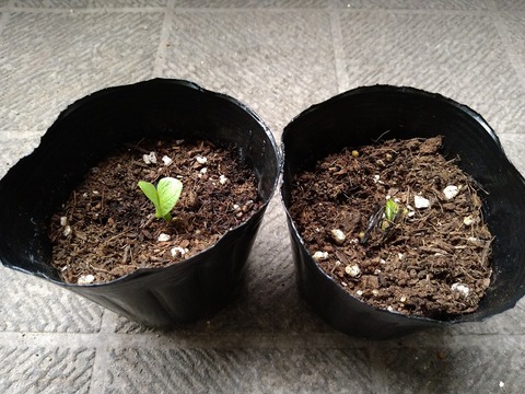 image-Pumpkin-seeds-have-sprouted_1