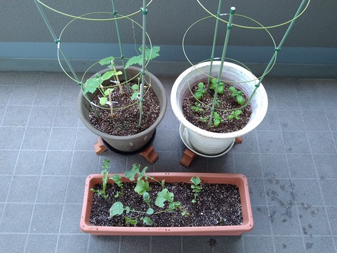 image-Home-Garden-Challenge-Radish_0628_1