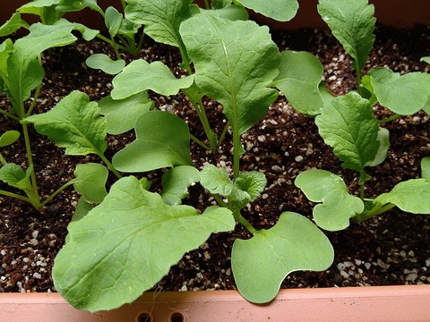 image-Home-Garden-Challenge-Radish_0422_4