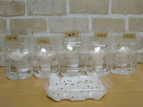 image-Plastic-bottle-hydroponic-cultivation_1130_1