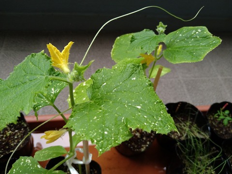 image-Home-Garden-Challenge-Radish_0626_3