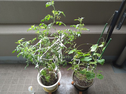 image-Home-Garden-Challenge-Cucumber_1001_1