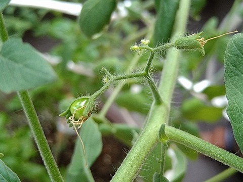 image-Home-Garden-Challenge-Cucumber_0917_3