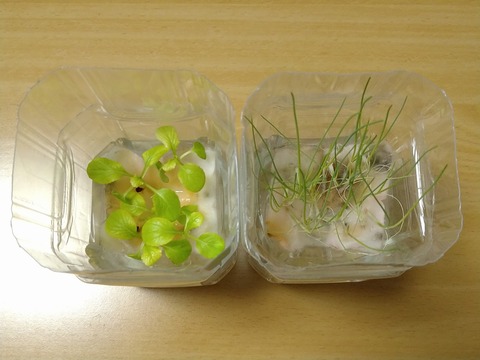 image-Plastic-bottle-hydroponic-cultivation_0126_2