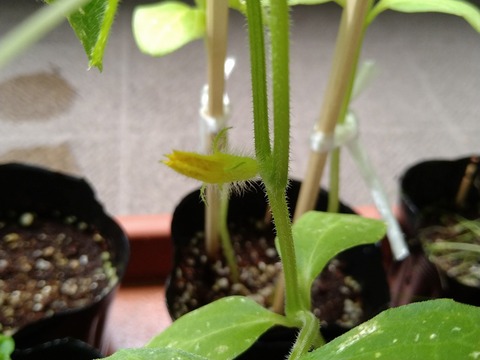 image-Home-Garden-Challenge-Radish_0624_3