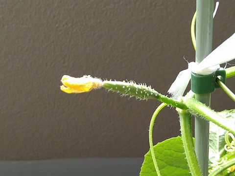 image-Home-Garden-Challenge-Cucumber_1010_5