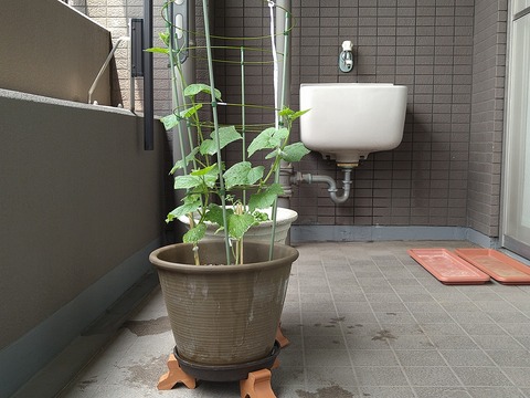 image-Home-Garden-Challenge-Cucumber_0708_4
