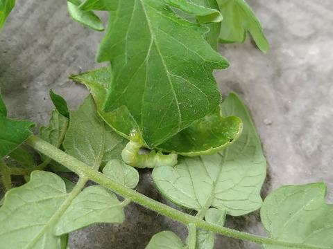 image-Home-Garden-Challenge-Cucumber_1027_3