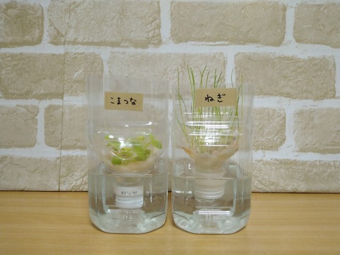 image-Plastic-bottle-hydroponic-cultivation_0125_1