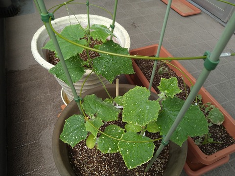 image-Home-Garden-Challenge-Radish_0702_3