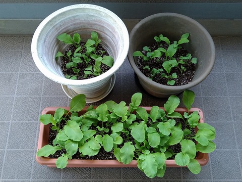 image-Home-Garden-Challenge-Radish_0429_1
